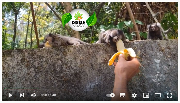 Alimentando Sagui com banana